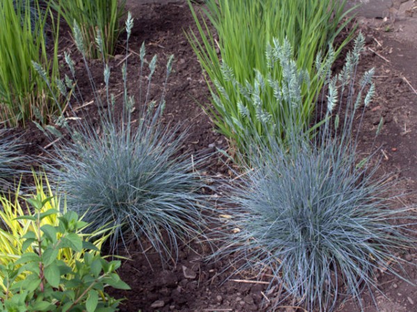 Festuca glauca Elijah Blue